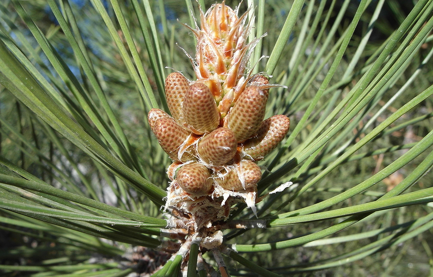 Изображение особи Pinus pallasiana.