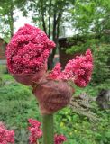 Смотреть изображение Rheum tanguticum