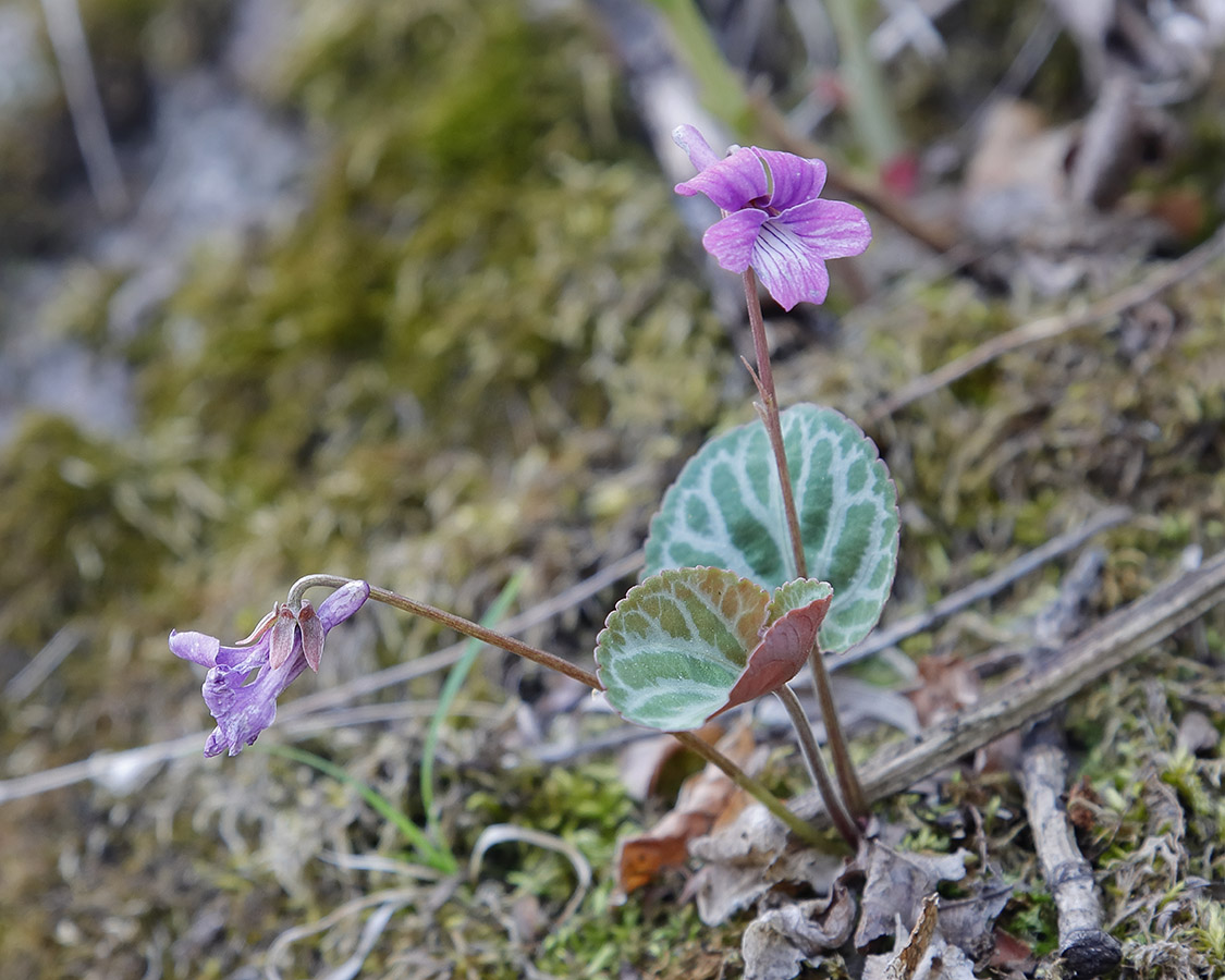 Image of Viola variegata specimen.