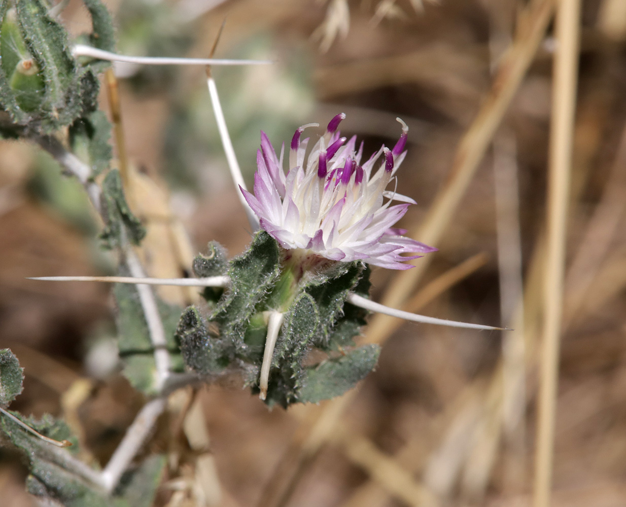 Image of Centaurea belangeriana specimen.