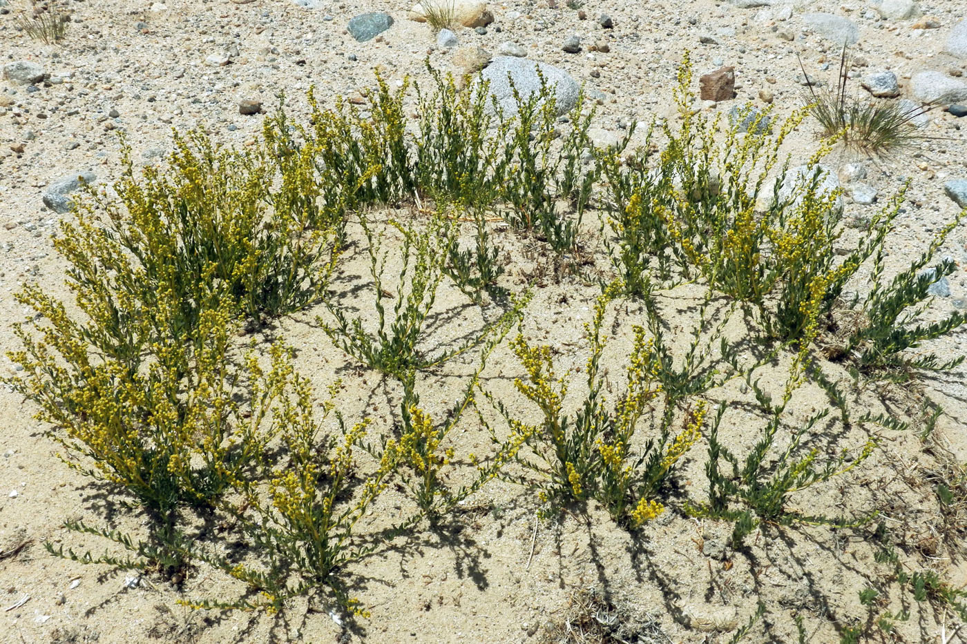 Изображение особи Artemisia pamirica.