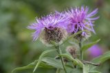Смотреть изображение Centaurea abnormis