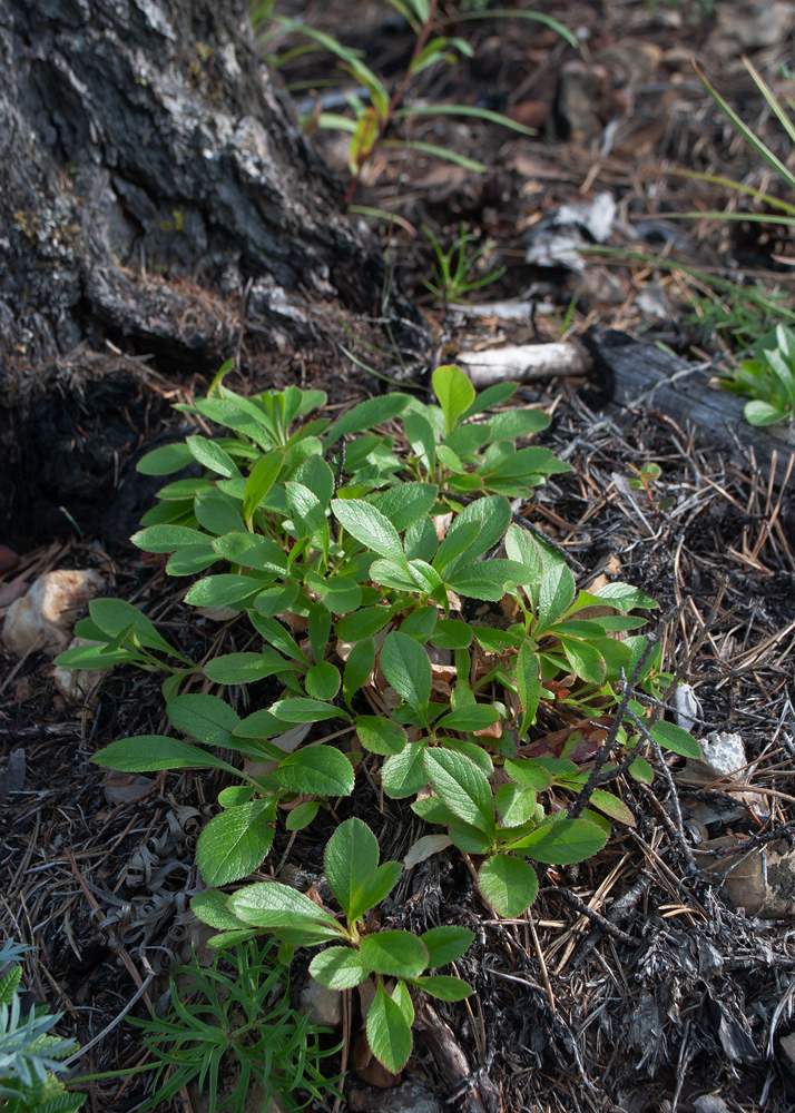 Изображение особи Arctous erythrocarpa.