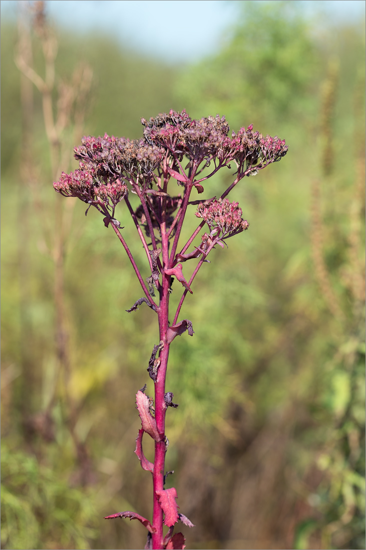 Image of Hylotelephium triphyllum specimen.