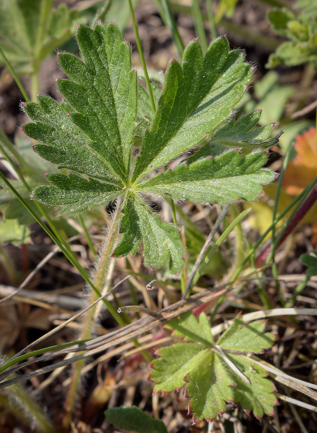 Изображение особи Potentilla thuringiaca.