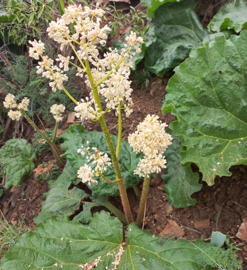 Image of Rheum ribes specimen.