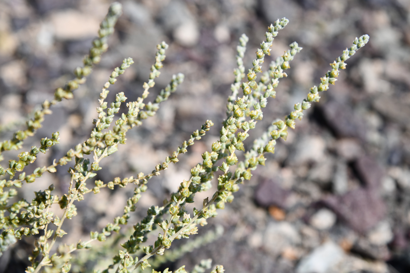 Image of familia Chenopodiaceae specimen.