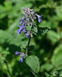 Nepeta mussinii