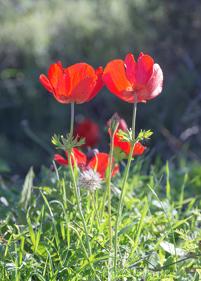 Image of Anemone coronaria specimen.