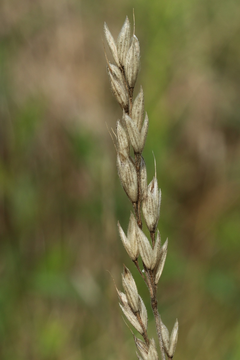 Изображение особи Bromus hordeaceus.