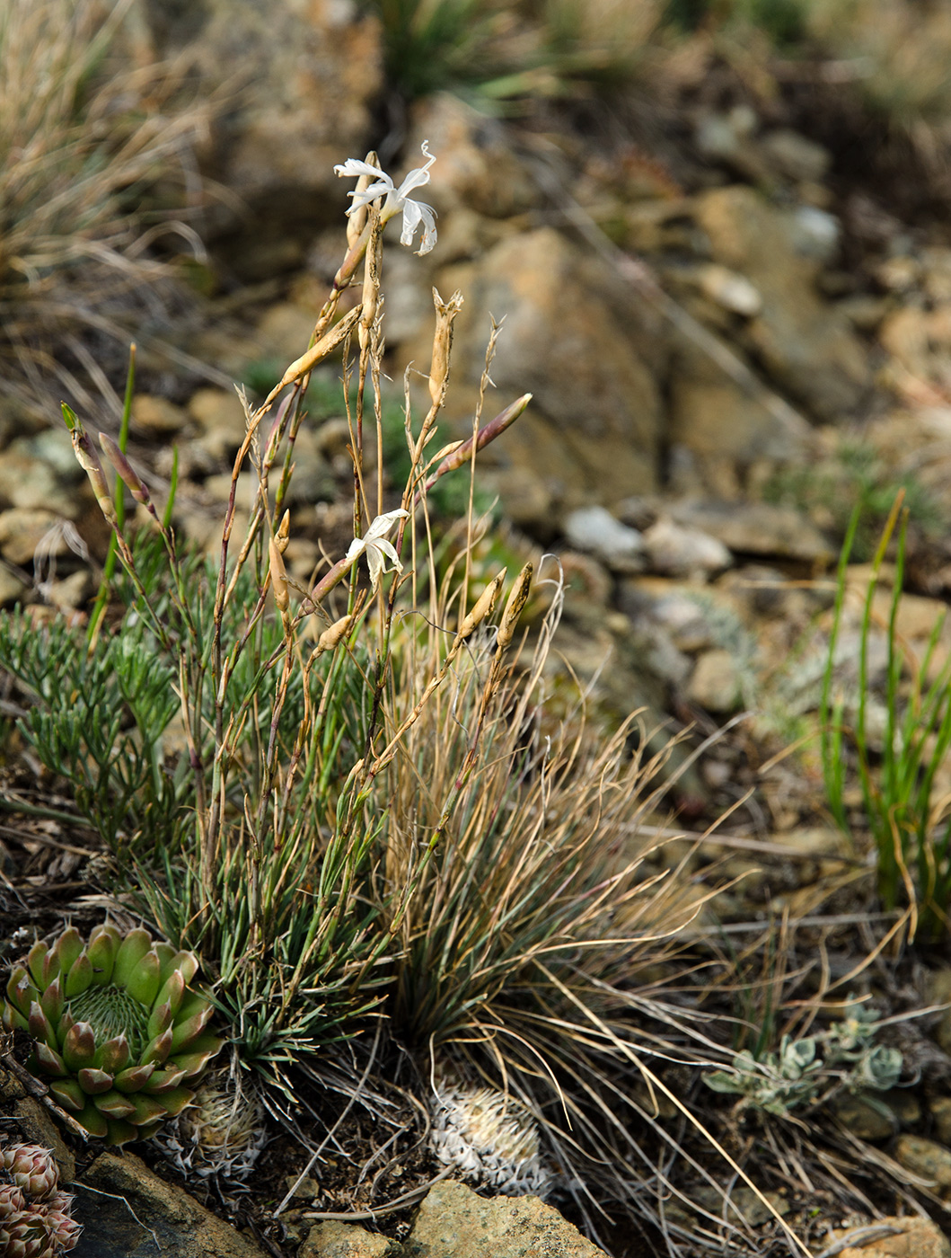 Изображение особи Dianthus acicularis.