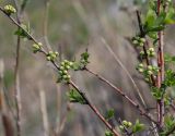 Spiraea hypericifolia. Веточка с соцветиями в бутонах. Ростовская обл., окр. г. Донецк, правый берег р. Северский Донец, разнотравный луг. 09.04.2024.