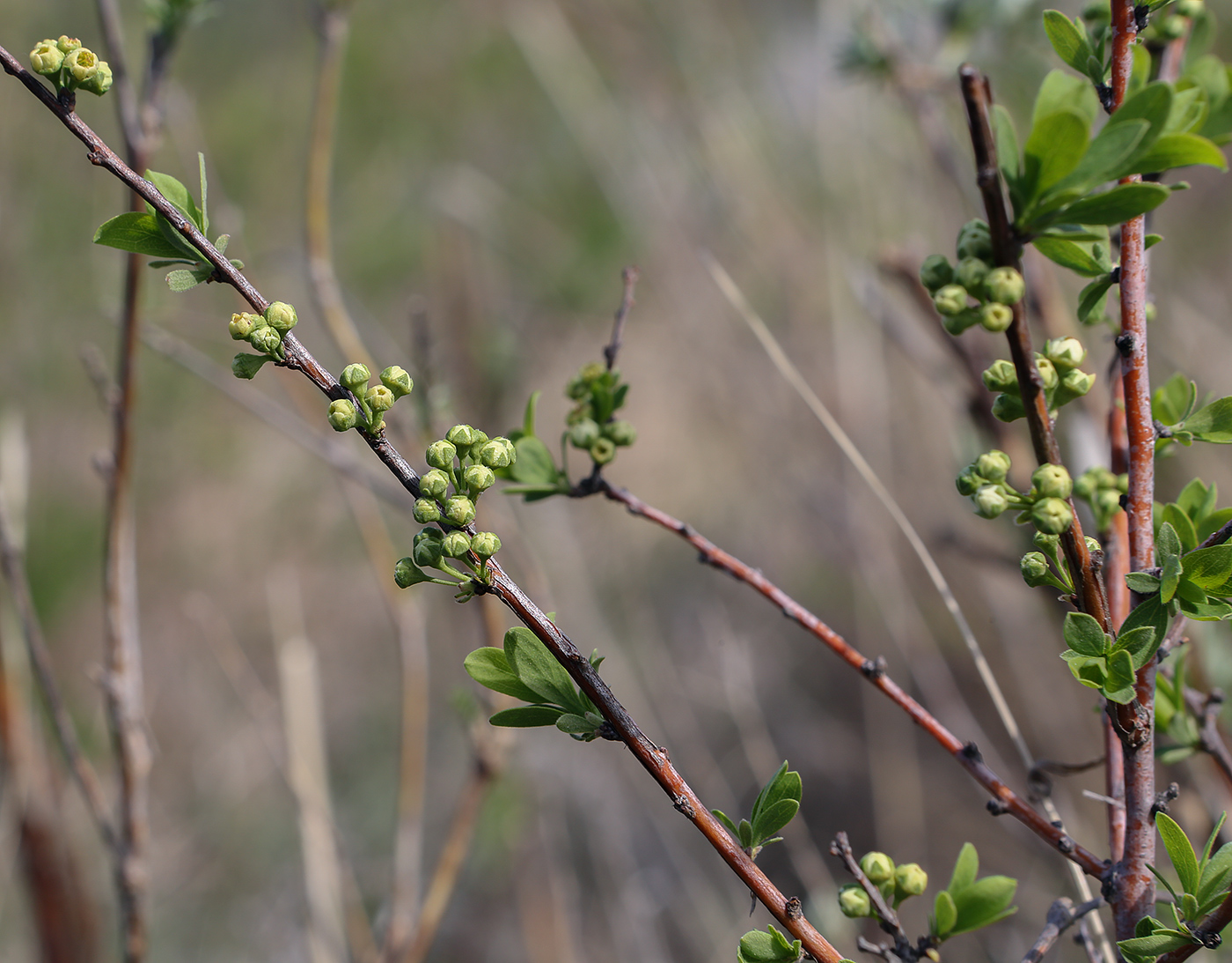 Image of Spiraea hypericifolia specimen.