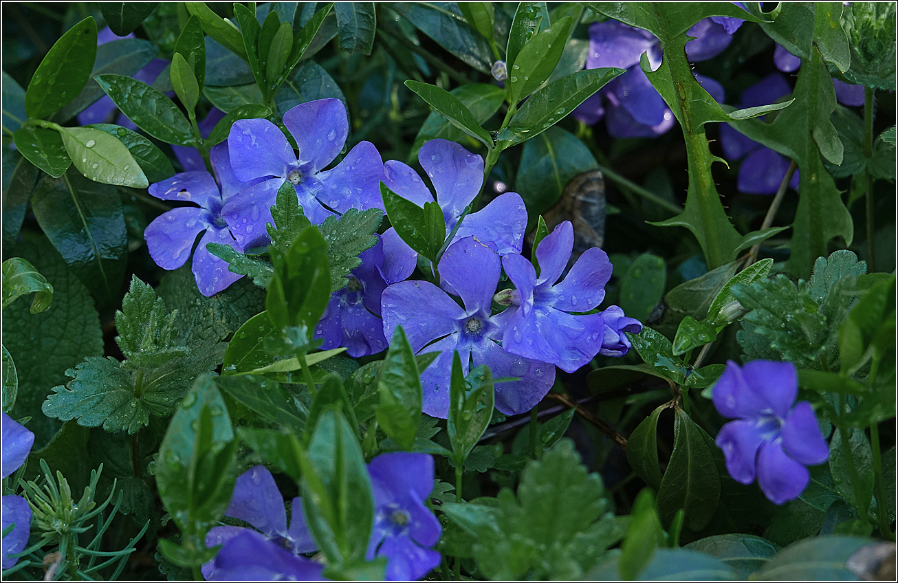 Image of Vinca minor specimen.