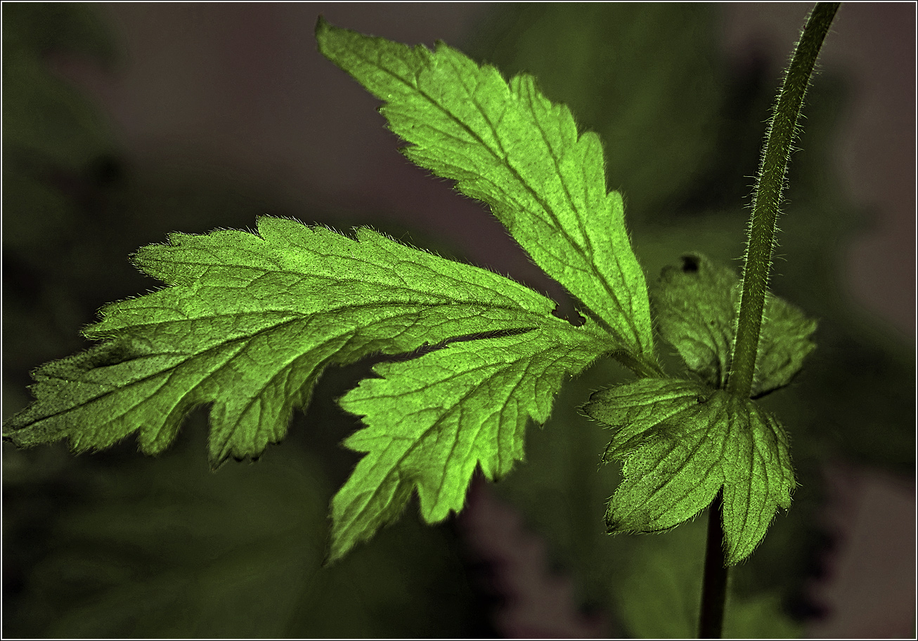 Image of Geum urbanum specimen.