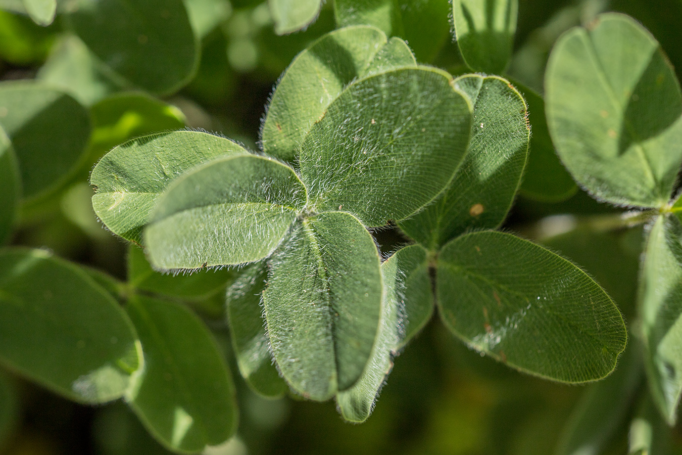 Изображение особи Trifolium canescens.