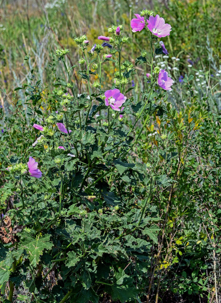 Image of Malva thuringiaca specimen.