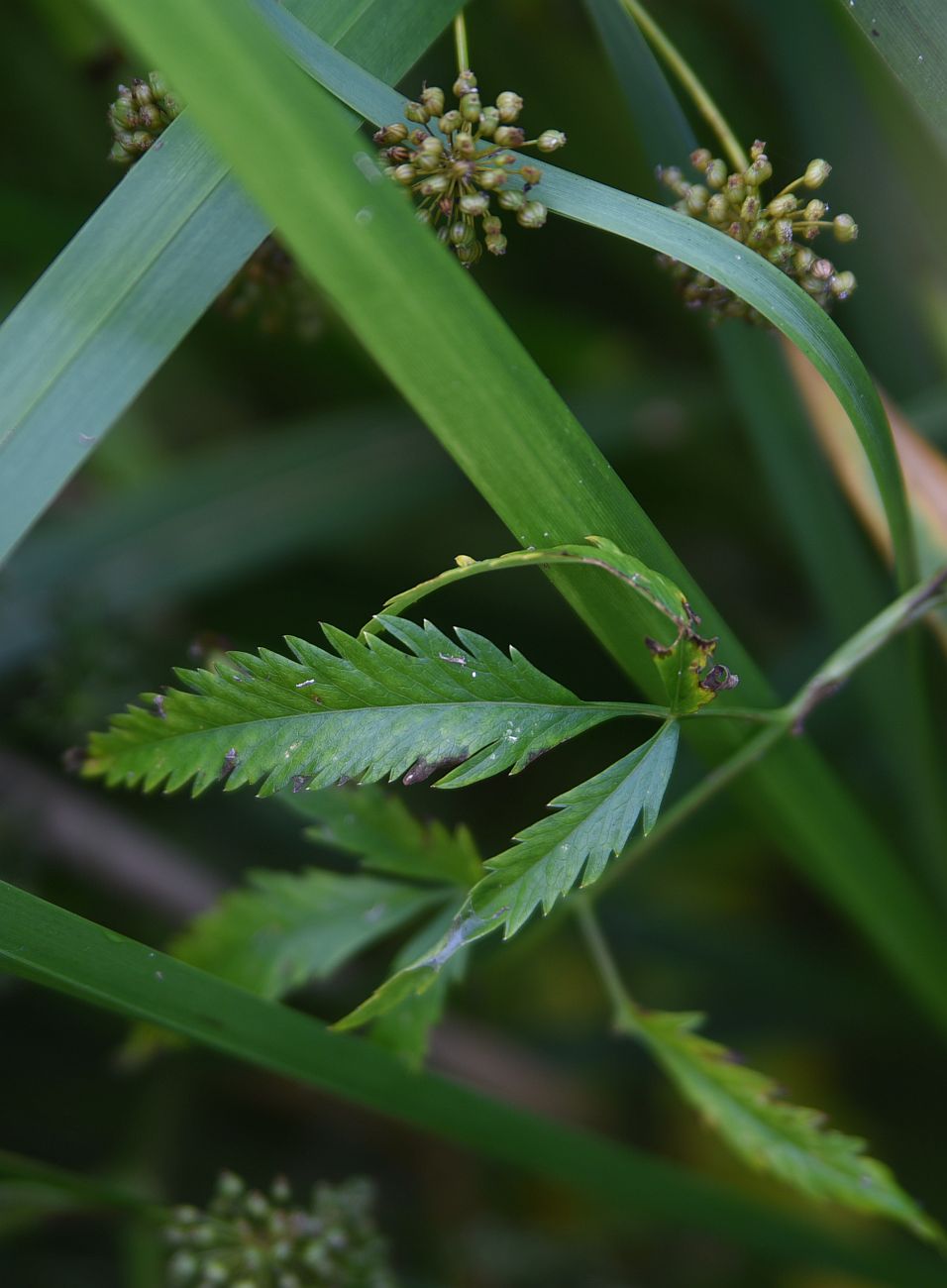 Image of Cicuta virosa specimen.