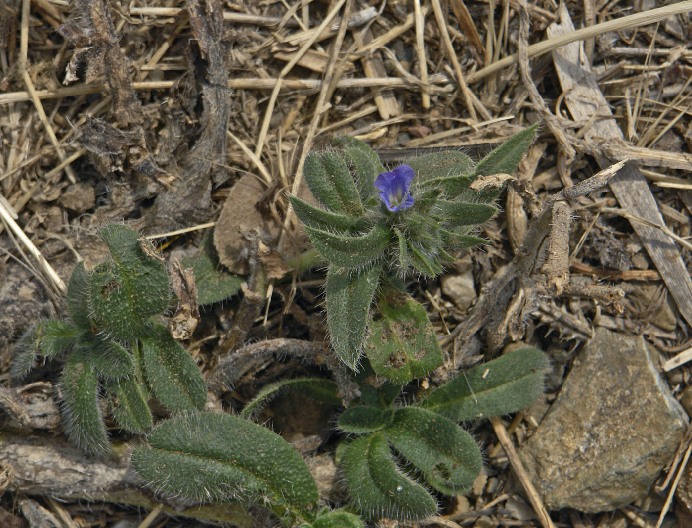 Изображение особи Myosotis incrassata.