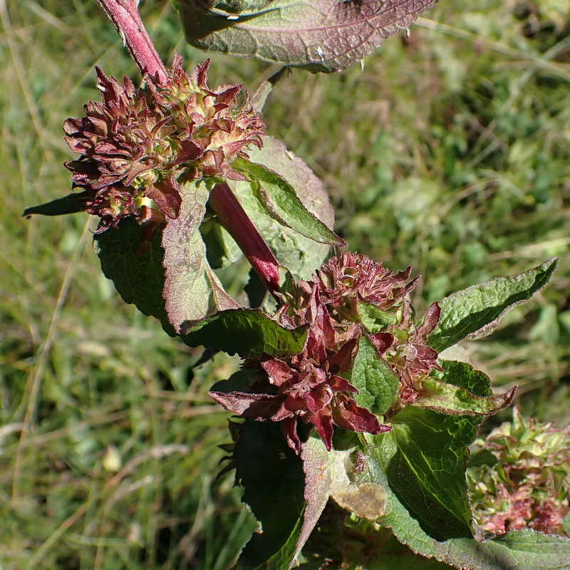 Image of Campanula cephalotes specimen.