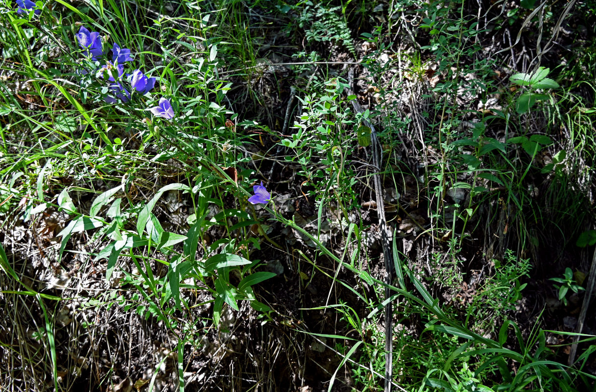 Image of Campanula persicifolia specimen.