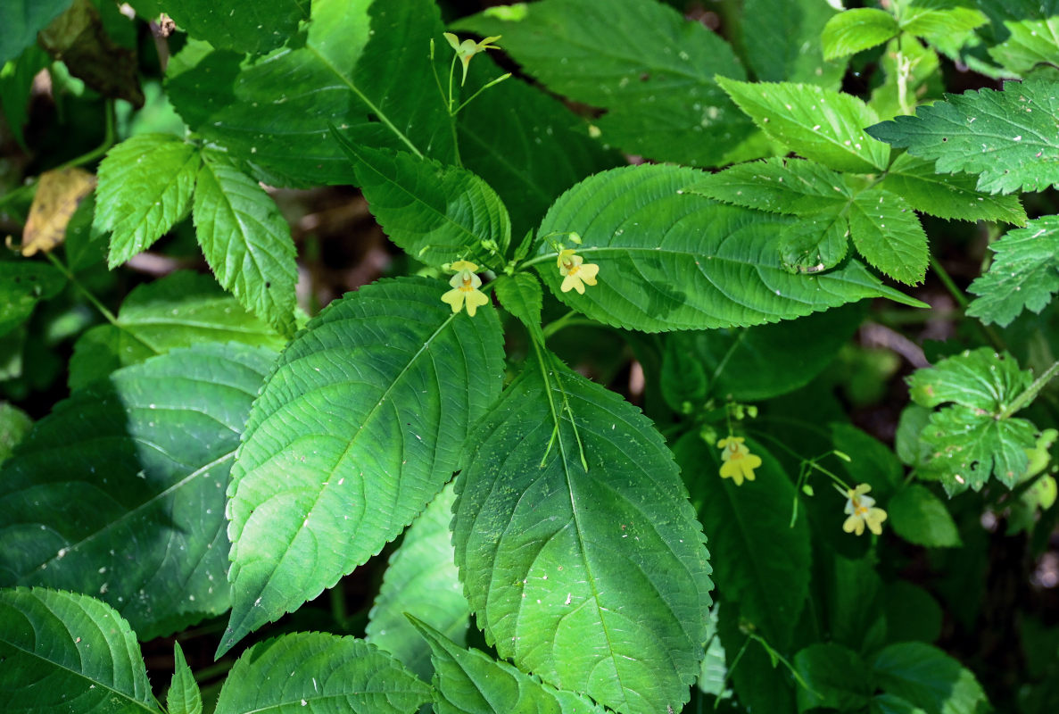 Image of Impatiens parviflora specimen.