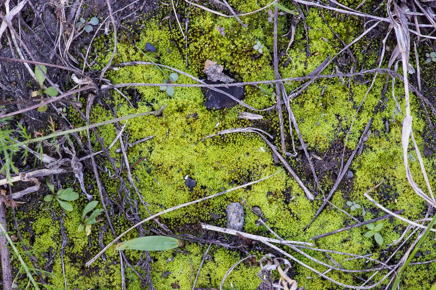 Image of Bryoerythrophyllum recurvirostrum specimen.