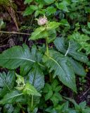 Cirsium oleraceum. Верхушка цветущего растения. Московская обл., Дмитровский гор. округ, берег оз. Свиное, смешанный лес. 21.07.2024.