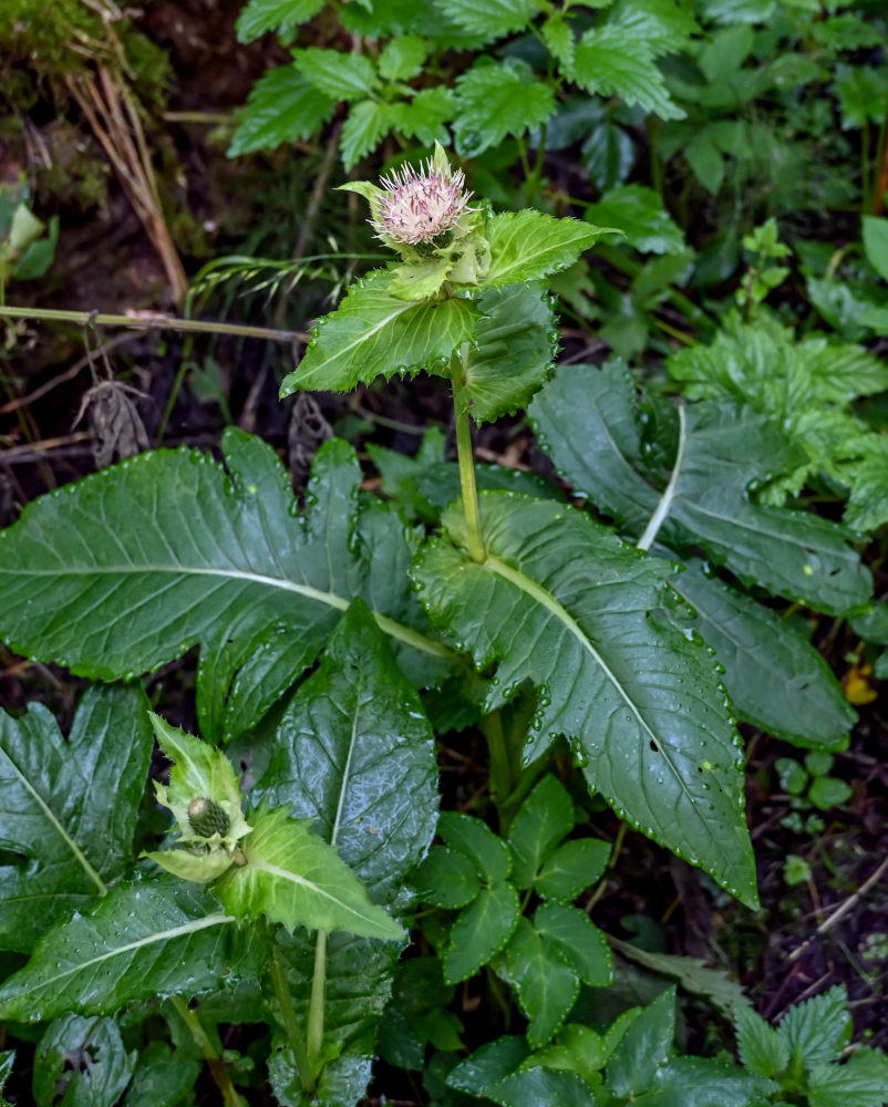 Image of Cirsium oleraceum specimen.