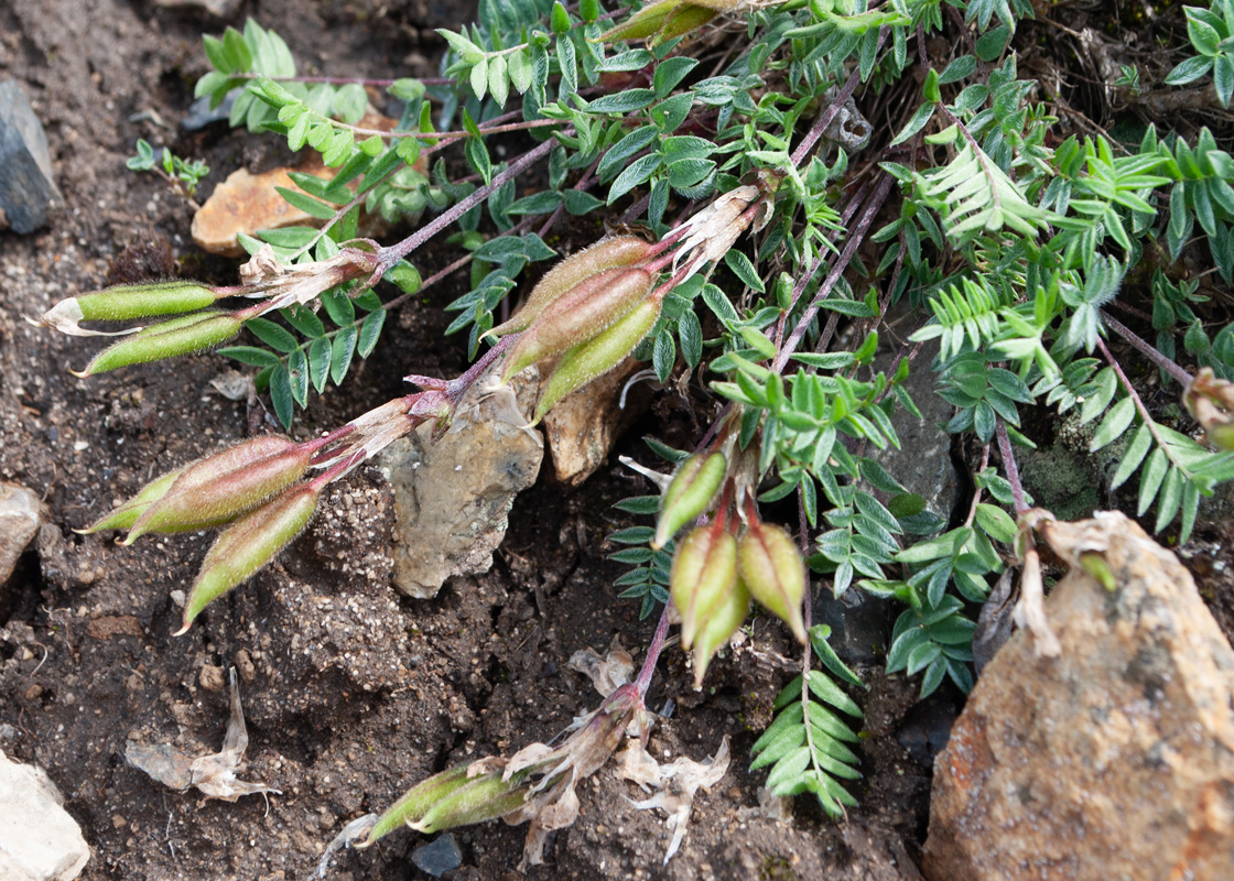 Image of Oxytropis exserta specimen.