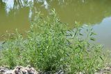 Atriplex littoralis