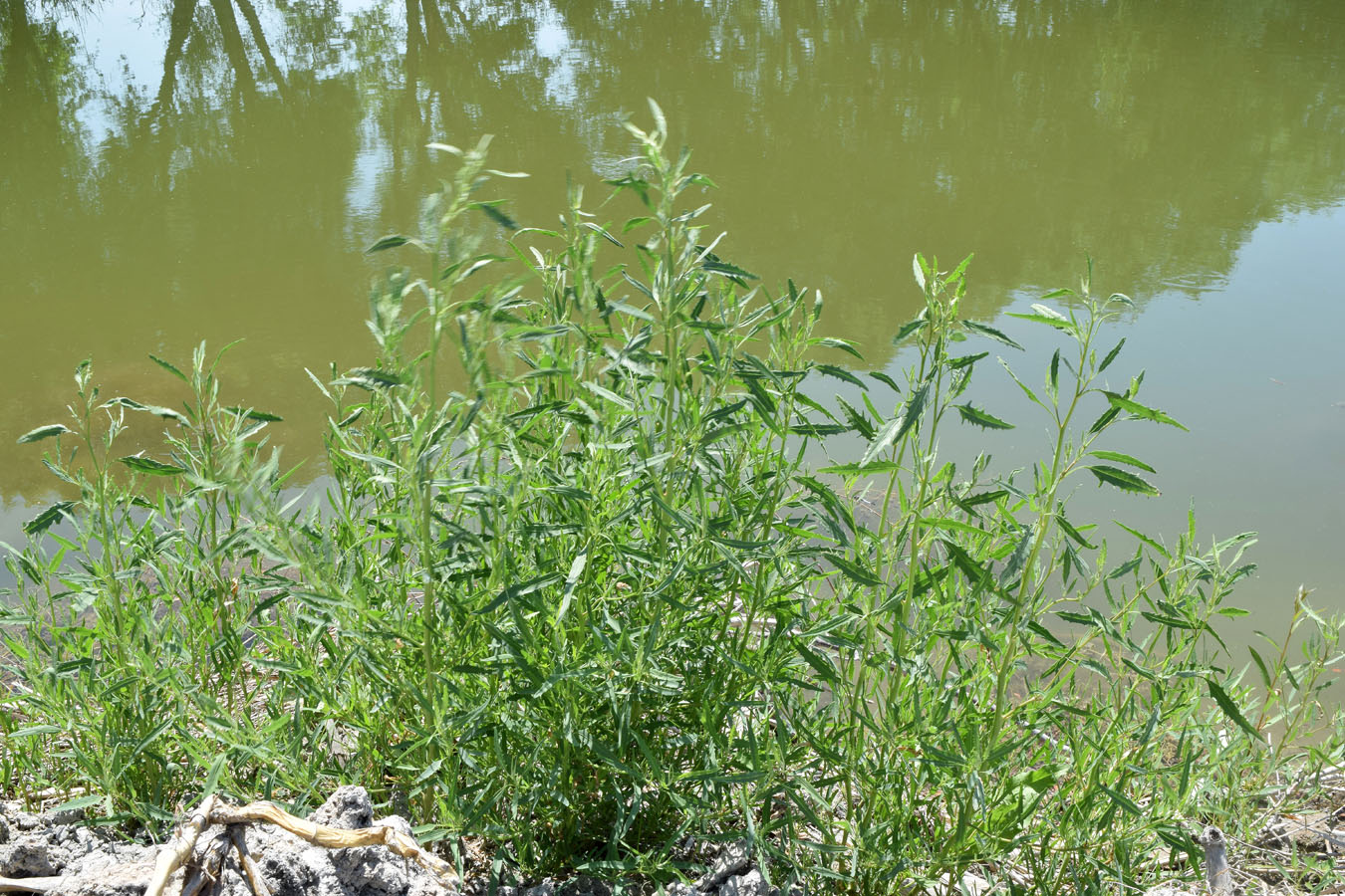 Изображение особи Atriplex littoralis.