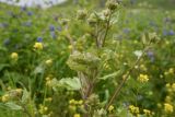 genus Arctium. Верхушка растения с развивающимся соцветием. Чечня, Шаройский р-н, долина р. Цесиахк, около дома Патимат, выс. 1800 м н.у.м., луг. 27 июня 2024 г.