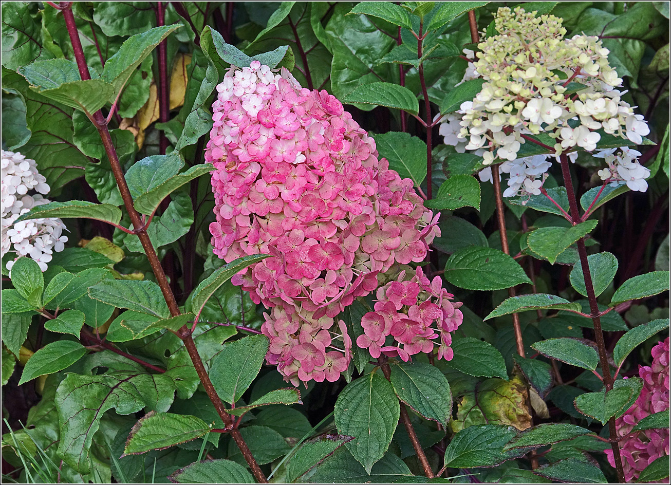 Image of Hydrangea paniculata specimen.