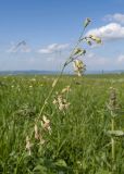 Silene saxatilis