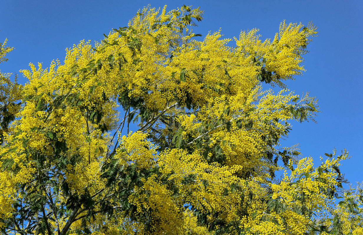 Изображение особи Acacia dealbata.