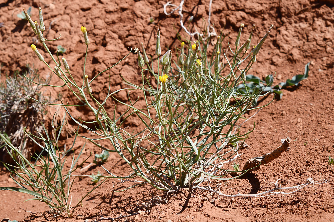 Image of Takhtajaniantha pusilla specimen.