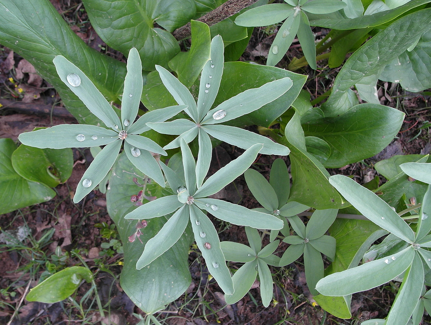 Изображение особи Gymnospermium alberti.
