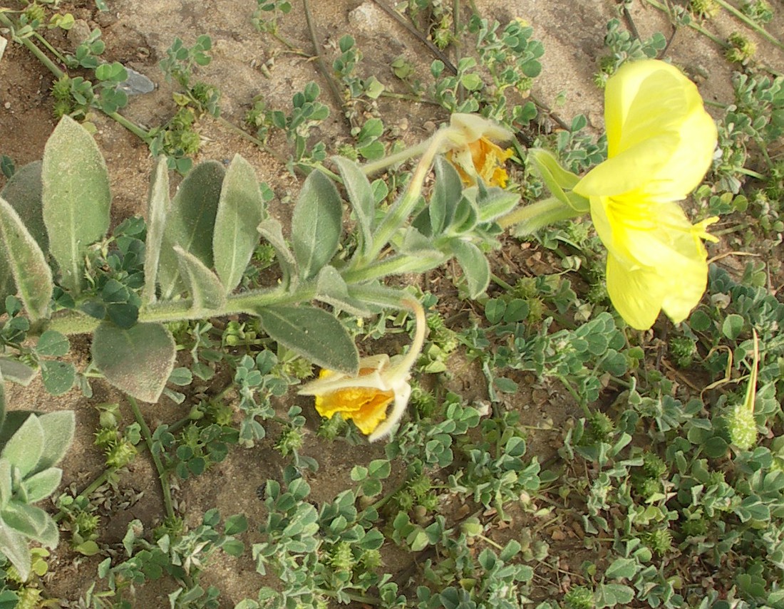 Image of Oenothera drummondii specimen.