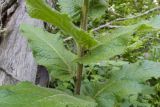 View full-size image Verbascum spectabile