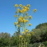 Смотреть изображение Erysimum aureum