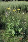 View full-size image Inula helenium