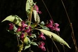 View full-size image Impatiens glandulifera