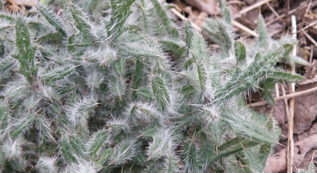 Image of Cirsium vulgare specimen.