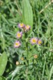 View full-size image genus Erigeron