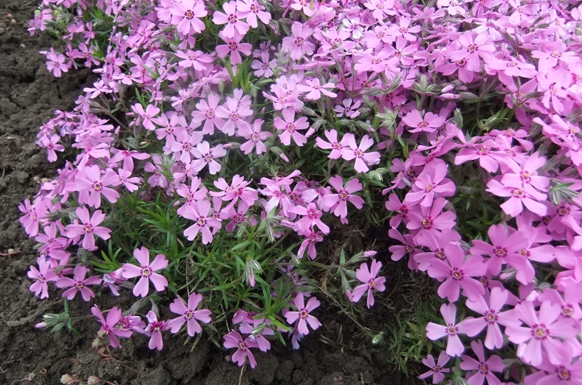 Image of Phlox subulata specimen.