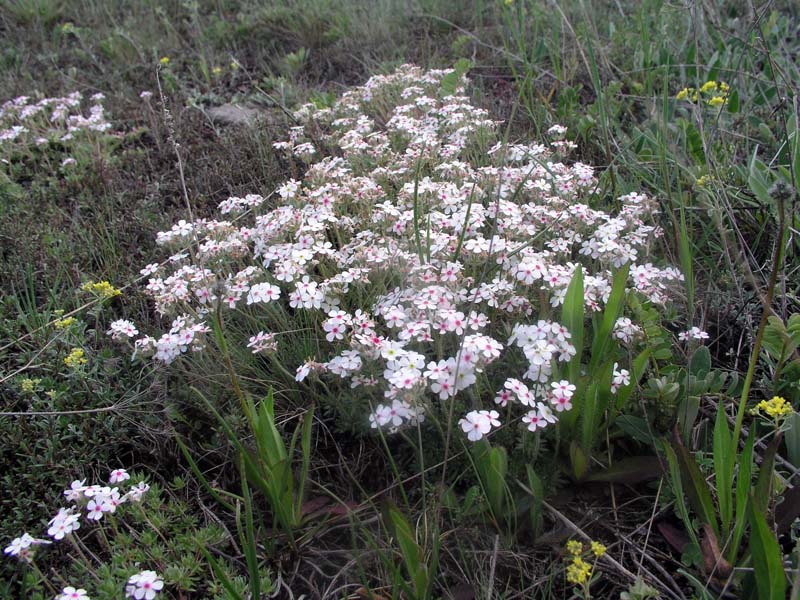 Image of Androsace koso-poljanskii specimen.