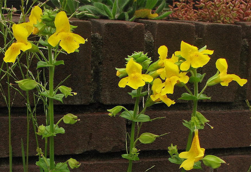 Image of Mimulus guttatus specimen.