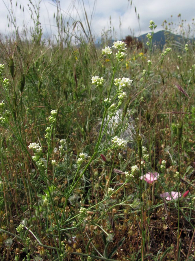 Изображение особи Galium biebersteinii.