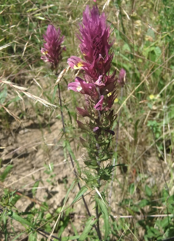 Image of Melampyrum arvense specimen.